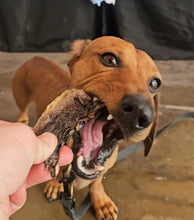 Load image into Gallery viewer, Crocodile Feet 5pk
