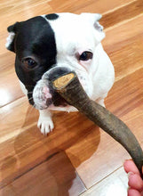 Load image into Gallery viewer, Goat horns
